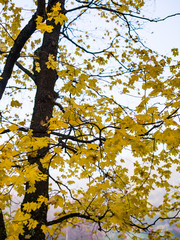 autumn leaves on tree