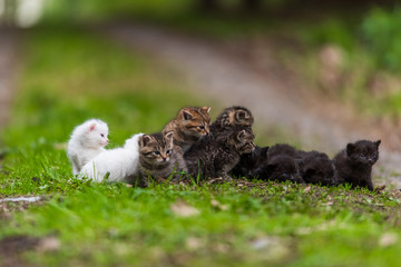 Group of little kittens in the grass