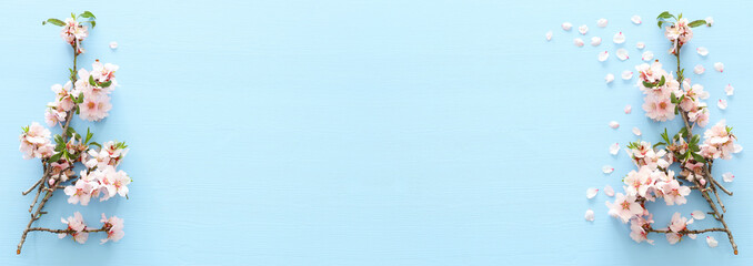 photo of spring white cherry blossom tree on blue wooden background. View from above, flat lay