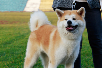 Dog breed Akita Inu