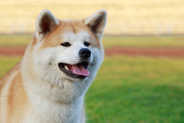 Dog breed Akita Inu
