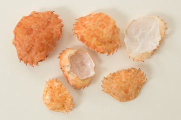 Group of empty crab shell on white