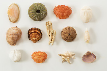 Colection of various sea animals urcihn, snail, sand dollar, shell, crab, coral