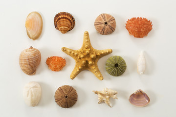 Colection of various sea animals urcihn, snail, sand dollar, shell, crab starfish