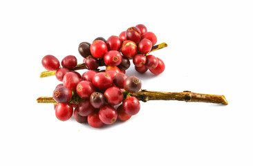 Fresh red coffee beans isolated on white background