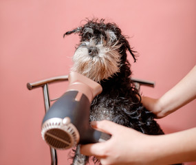 dog schnauzer on pink background and hair dryer in female hand