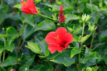 Flower blooming in Chichijima - Hibiscus