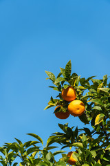 Oranges.