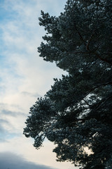 trees in winter