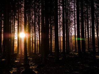 Obraz premium light in the forest