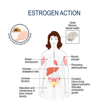 Estrogen action.  Woman silhouette with highlighted  internal organs