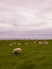 Fototapeta premium flock of sheep