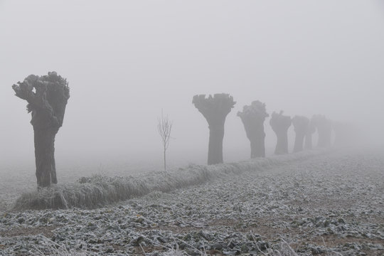 gelsi nella nebbia