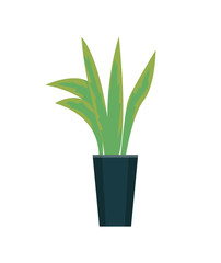 Green plant growing in pot vector isolated icon. Leaves of evergreen botanical decorative leaves grown in black vase, decor element for modern design