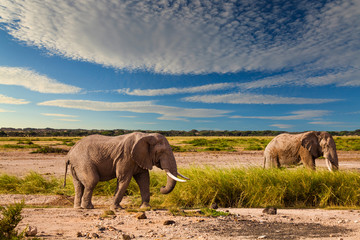 Elephant in the African savanna at sunset