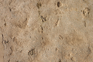 The texture of the cement is lighted with sunlight. Close-up Top view. Background