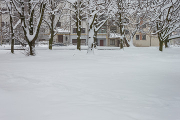 Winter park. Ttrees  are covered with snow. View of beautiful winter park. 