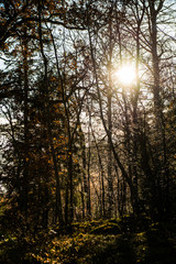 autumn in the forest