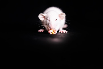 Cute Little Rat eating a cookie, Pet Rat eating a treat. Fluffy rodent pet with little hands holding food. Black background