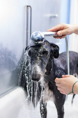 Wet greyhound with the shower jet in a bathing session and hairdressing