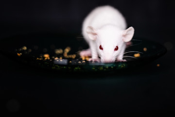Cute Little Rat eating a crumbs on the plate, Pet Rat eating a treat. Fluffy rodent pet with little hands holding food. Black background