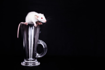 Cute Little White Rat in the glass cup for cuppuchino. Black background