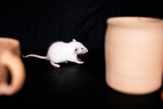 White Rat on the ceramic jar on the table. Black background