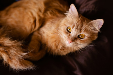 Close-up Portrait of Red Ginger Cat on brown background, front view