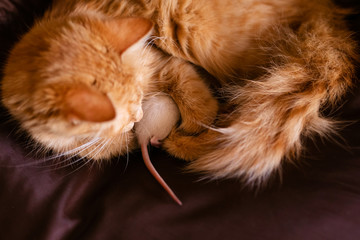 Ginger cat and white rat together
