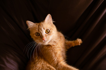 Fototapeta premium Close-up Portrait of Red Ginger Cat on brown background, front view
