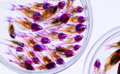 Transparent skeleton fish. Multi-colored fishes on a white background. Site about nature, art, animals, sea, fish.