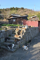 Cats of aosima in Ozu City, Ehime Prefecture, Japan