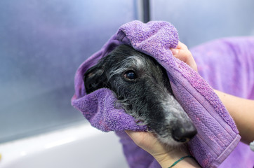 Greyhound drying with a towel after a bathing session and hairdressing