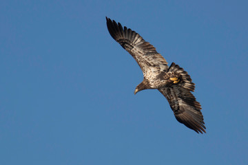 Soaring