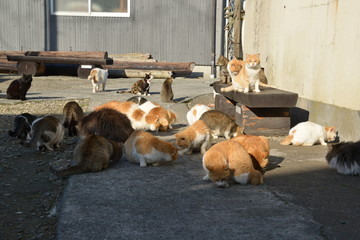 Cats of aosima in Ozu City, Ehime Prefecture, Japan