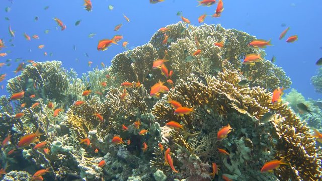 School Of Gold Anthias Over Coral Reef Underwater View Red Sea Egypt