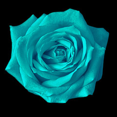 cyan rose flower isolated on a black background. Closeup. Nature.