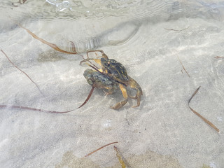 two crabs mating