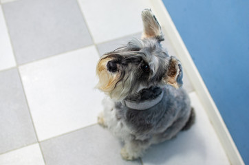 Portrait of a schnauzer in a veterinary clinic