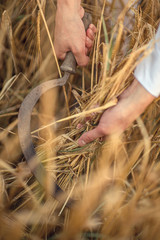 harvesting wheat with a hand sickle