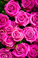 festive background of roses