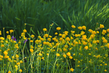 Yellow butter balls bloom at botanical garden.