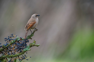 Bay winged Cowbird