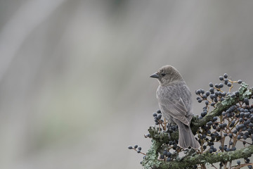 Obraz premium Bay winged Cowbird