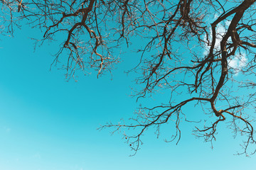 Bare trees branches on blue sky