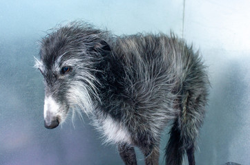 Fototapeta premium Canine hairdresser dries the wet hair of a greyhound with a powerful dryer