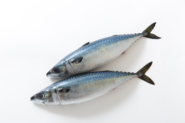 鯖