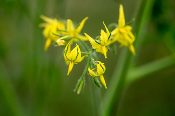 Macro photo of Tomato Flowers