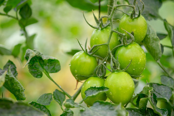 Organic green cherry tomatoes growing in greenhouse