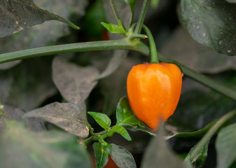 Hot organic jalapeno peppers grow in greenhouse